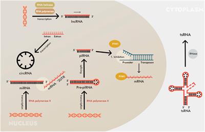 Investigations into the impact of non-coding RNA on the sensitivity of gastric cancer to radiotherapy